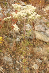Eupatorium hyssopifolium