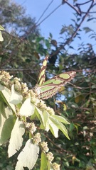 Philaethria pygmalion