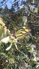 Philaethria pygmalion
