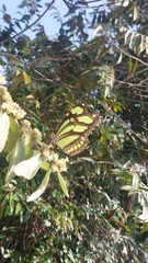 Philaethria pygmalion
