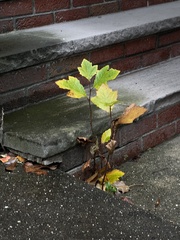 Magnoliopsida