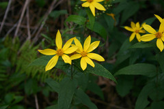 Helianthus divaricatus