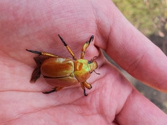 Anoplognathus viriditarsis