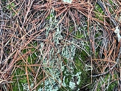 Cladonia coniocraea