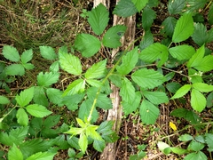 Rubus fruticosus