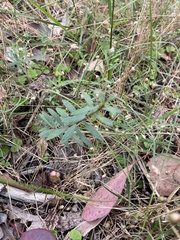 Pimelea humilis