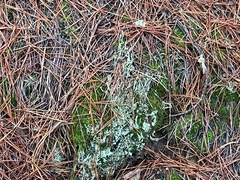 Cladonia coniocraea