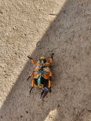 Anoplognathus viriditarsis