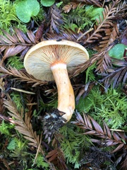 Lactarius aestivus