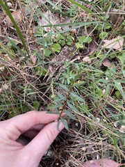 Pimelea humilis