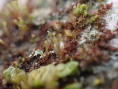 Frullania bolanderi