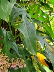 Monstera acuminata