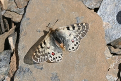 Parnassius acco