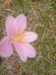 Zephyranthes carinata