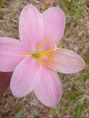 Zephyranthes carinata
