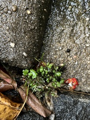 Cardamine