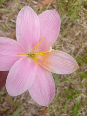 Zephyranthes carinata