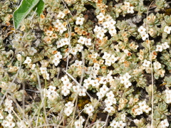 Pimelea sericeovillosa pulvinaris