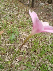 Zephyranthes carinata