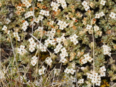 Pimelea sericeovillosa pulvinaris