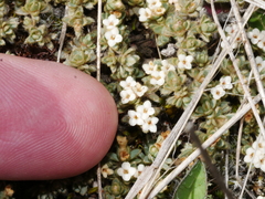 Pimelea sericeovillosa pulvinaris