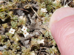 Pimelea sericeovillosa pulvinaris