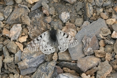 Parnassius acco