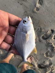 Trachinotus carolinus