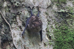 Saccopteryx