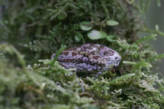 Bothriechis schlegelii