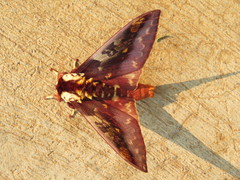 Citheronia phoronea