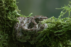 Bothriechis schlegelii