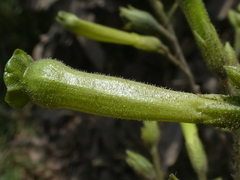 Nicotiana paniculata