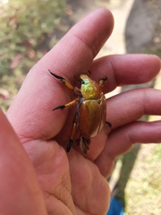 Anoplognathus viriditarsis