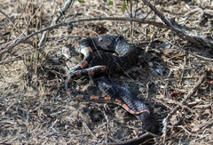 Rhinocheilus lecontei