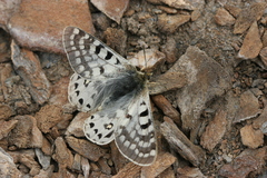 Parnassius acco