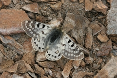 Parnassius acco