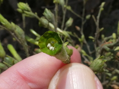 Nicotiana paniculata