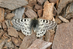 Parnassius acco
