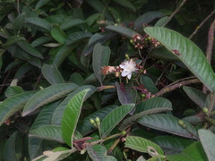 Psidium