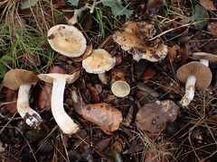Cortinarius causticus