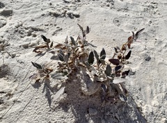 Abronia angustifolia