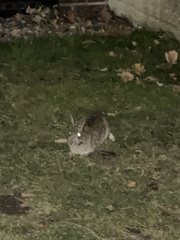 Sylvilagus floridanus