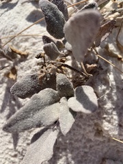 Abronia angustifolia