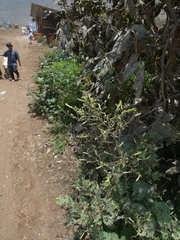 Nicotiana paniculata