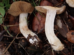 Cortinarius causticus