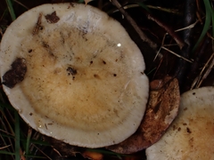 Cortinarius causticus