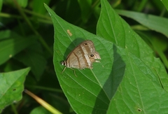 Cissia