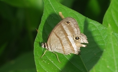 Cissia