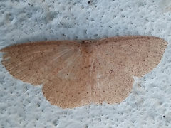 Cyclophora